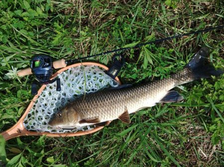 琵琶湖流入河川で釣りまくる